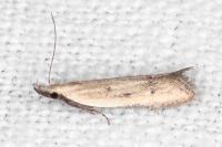 Mesophleps corsicella