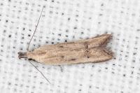 Mesophleps corsicella