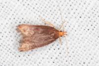 Eurodachtha pallicornella