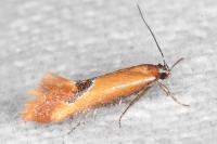 Batia lunaris
