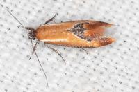 Batia lunaris