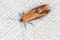 Batia lunaris