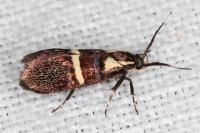Dasycera oliviella