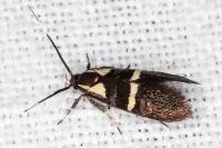 Dasycera oliviella