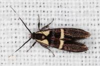 Dasycera oliviella