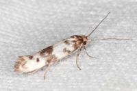 Enolmis acanthella
