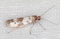 Enolmis acanthella