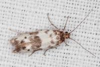 Enolmis acanthella