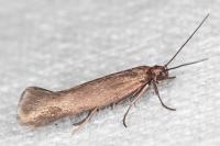 Scythris scopolella
