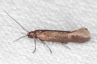 Scythris scopolella