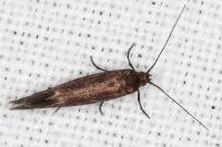 Scythris scopolella