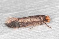 Cephimallota crassiflavella