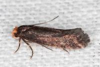 Cephimallota crassiflavella