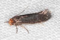 Cephimallota crassiflavella