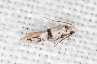 Infurcitinea atrifasciella
