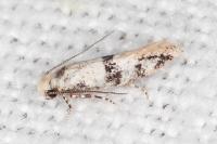 Infurcitinea atrifasciella