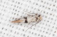 Infurcitinea atrifasciella
