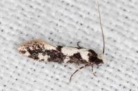 Neurothaumasia ankerella