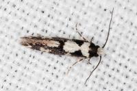 Neurothaumasia ankerella