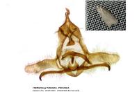 Cnephasia