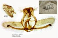 Cnephasia stephensiana