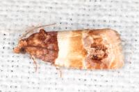 Epinotia festivana