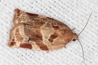 Archips xylosteana