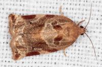 Archips xylosteana