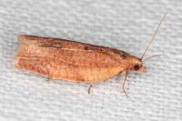 Clepsis consimilana