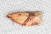 Clepsis consimilana