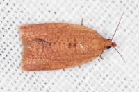 Clepsis consimilana
