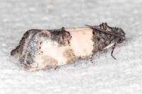 Propiromorpha rhodophana