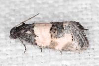 Propiromorpha rhodophana