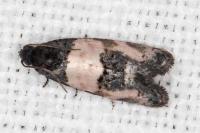Propiromorpha rhodophana