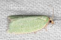 Tortrix viridana