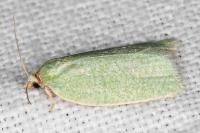 Tortrix viridana