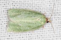 Tortrix viridana