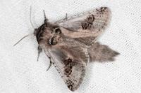 Parahypopta caestrum