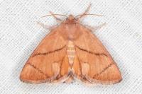 Apoda limacodes