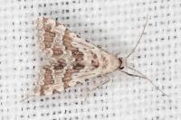 Alucita palodactyla