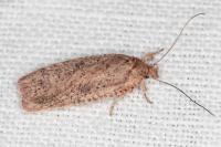 Agonopterix scopariella