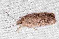 Agonopterix scopariella