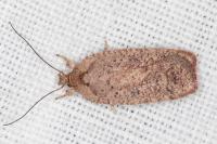 Agonopterix scopariella