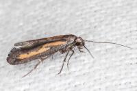 Ochromolopis ictella