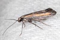 Ochromolopis ictella