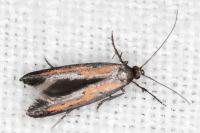 Ochromolopis ictella