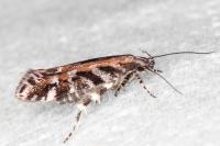 Aristotelia ericinella