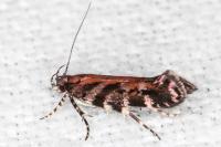 Aristotelia ericinella