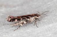 Aristotelia ericinella