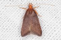 Eurodachtha pallicornella